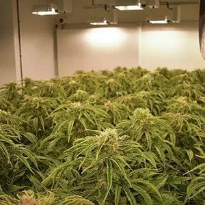'An important milestone for the country': Cann Group to kick-start sales as first imports arrive 'An important milestone for the country': Cann Group to kick-start sales as first imports arrive